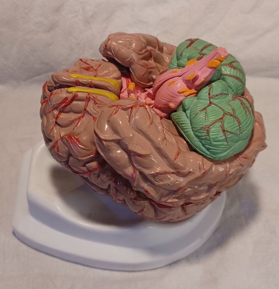 Human Brain Anatomically Sized Model Teaching Study Display Medical Science -Z