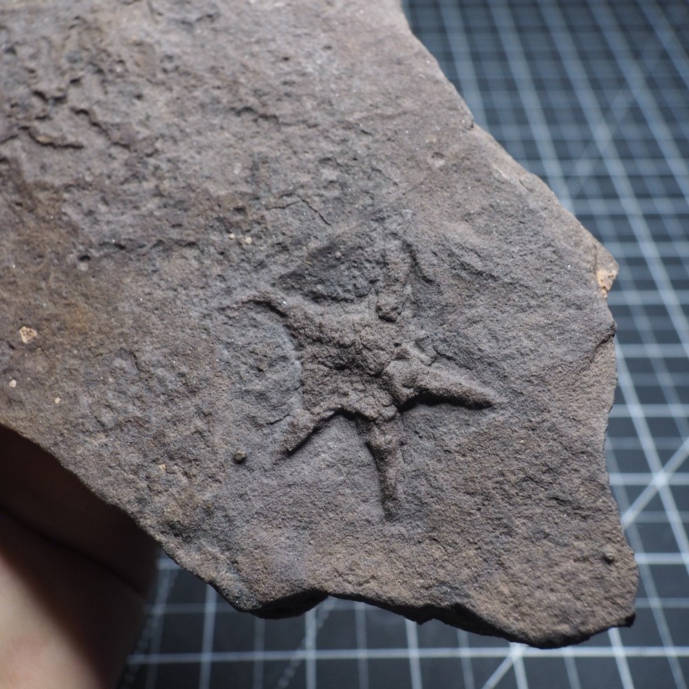 Starfish Feeding Track Ordovician Morocco