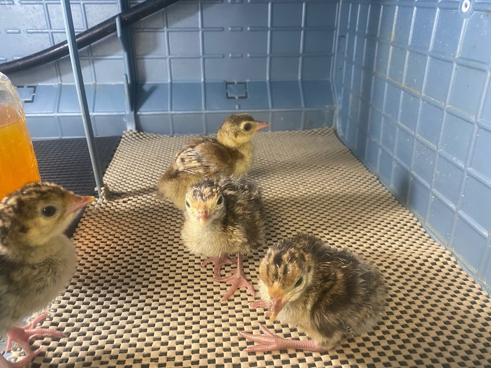 Osceola Turkey Hatching Eggs (One Dozen)