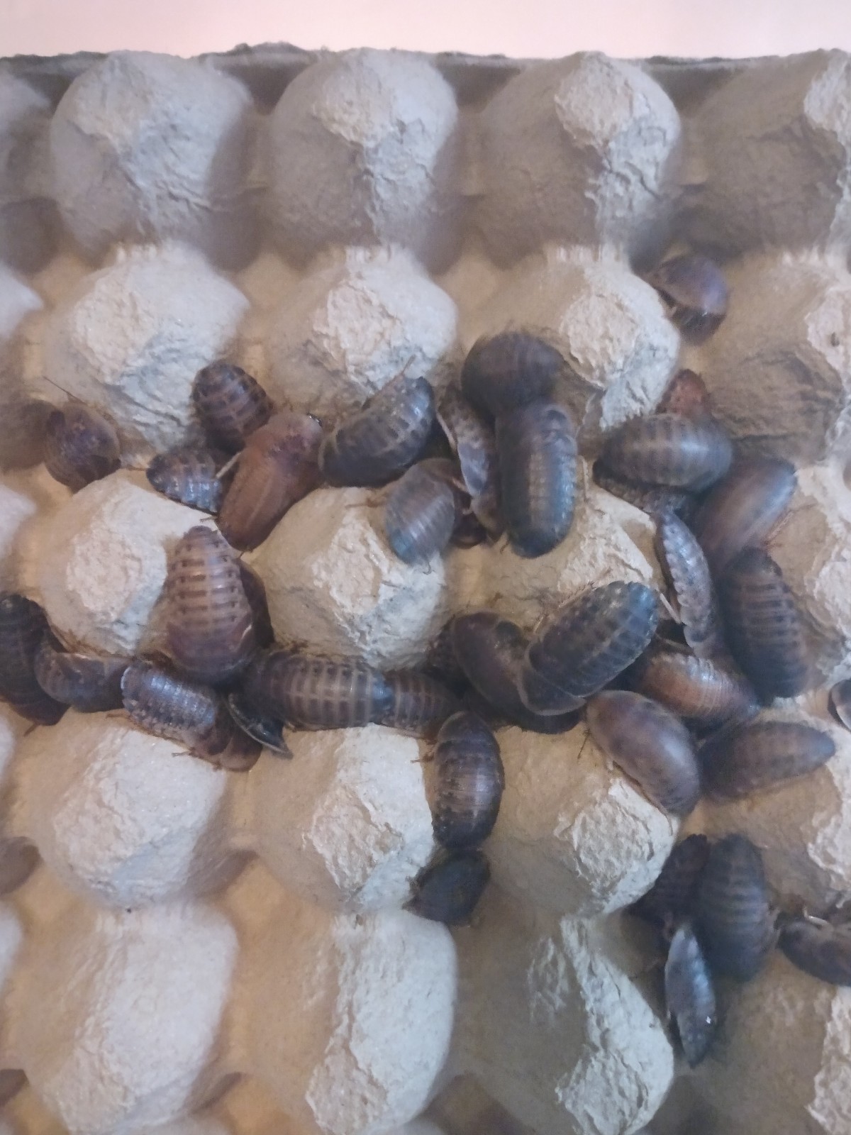 100+ Mix  of Large and Extra Large Dubia Roaches  for Reptiles/Exotic Pet Food!
