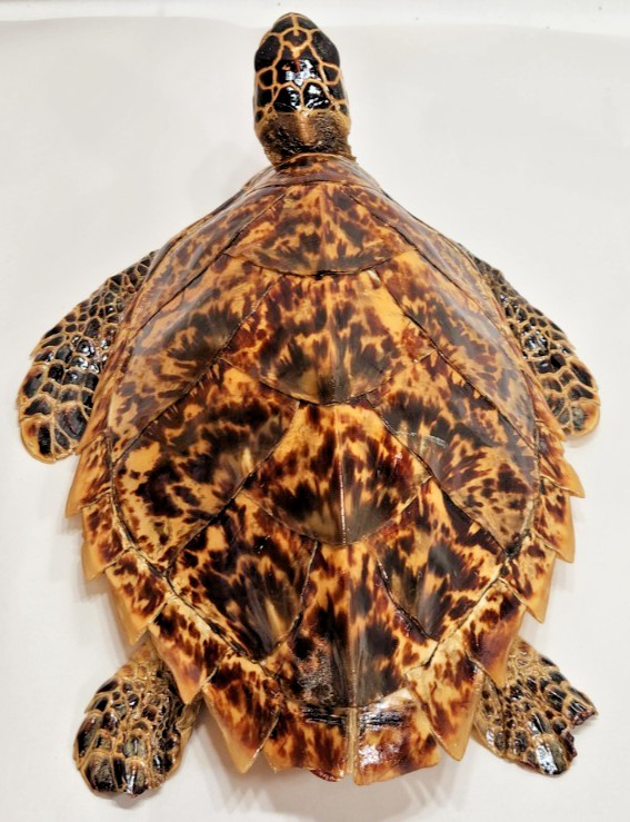 vintage taxidermy shiny reptile great condition - old item #242