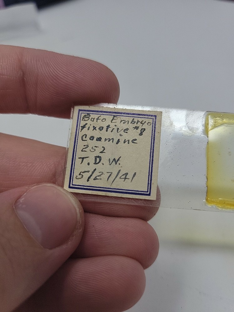 Vintage Microscope Slide 1941