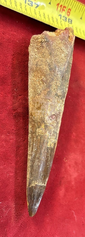 Authentic 4” Spinosaurus Tooth Fossil