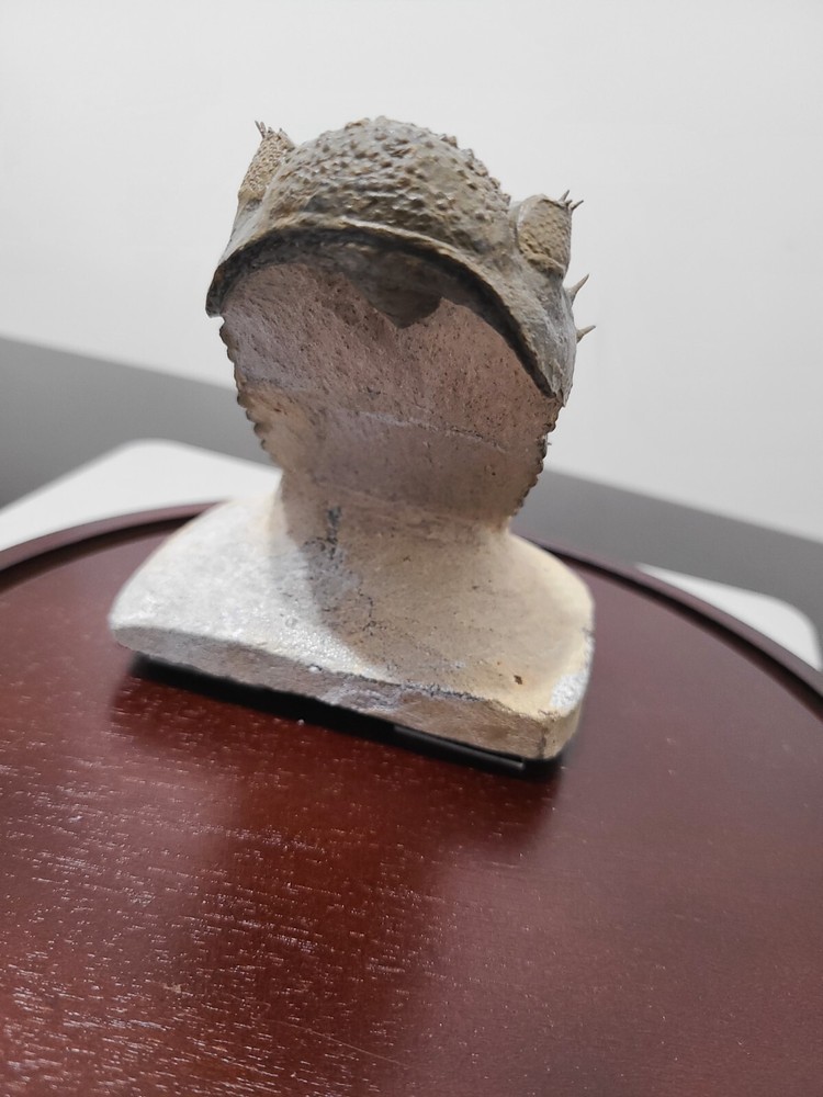 Fossil Trilobite (Drotops Armatus
