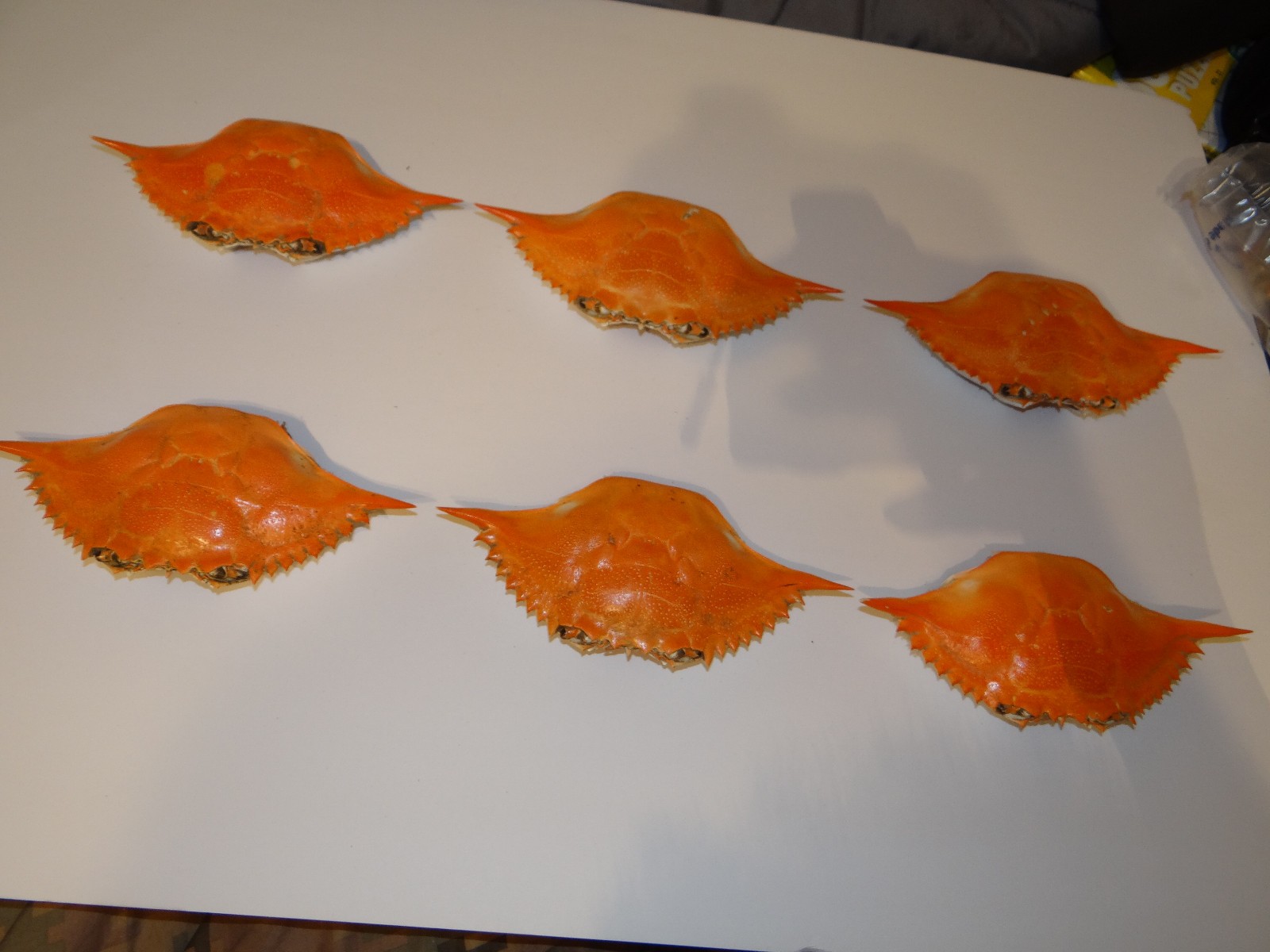 6- XL Chesapeake Bay Blue Crab Shells Sun Dried 7” ARTS CRAFTS CULINARY