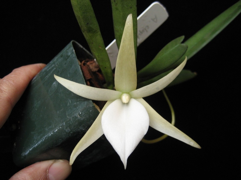 Angraecum elephantinum