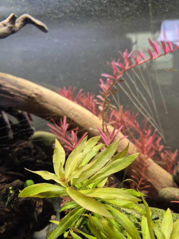 Rare Narrow Leaf Ludwigia variation