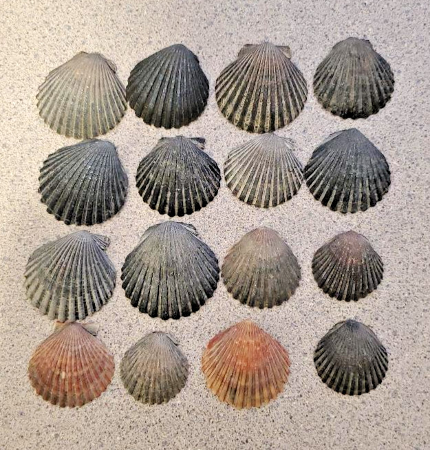12 PCS SCALLOP SHELLS CRAFT DECOR