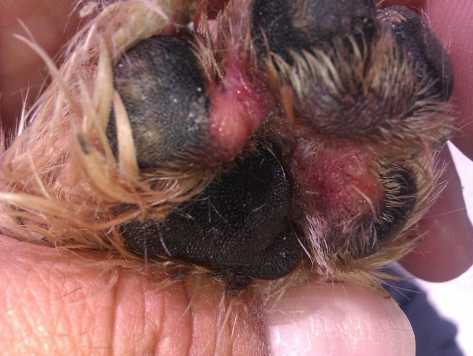 FUNGUS SKIN IN DOGS & CATS - GET RID OF FUNGUS YEAST DERMATITIS (Made in USA)