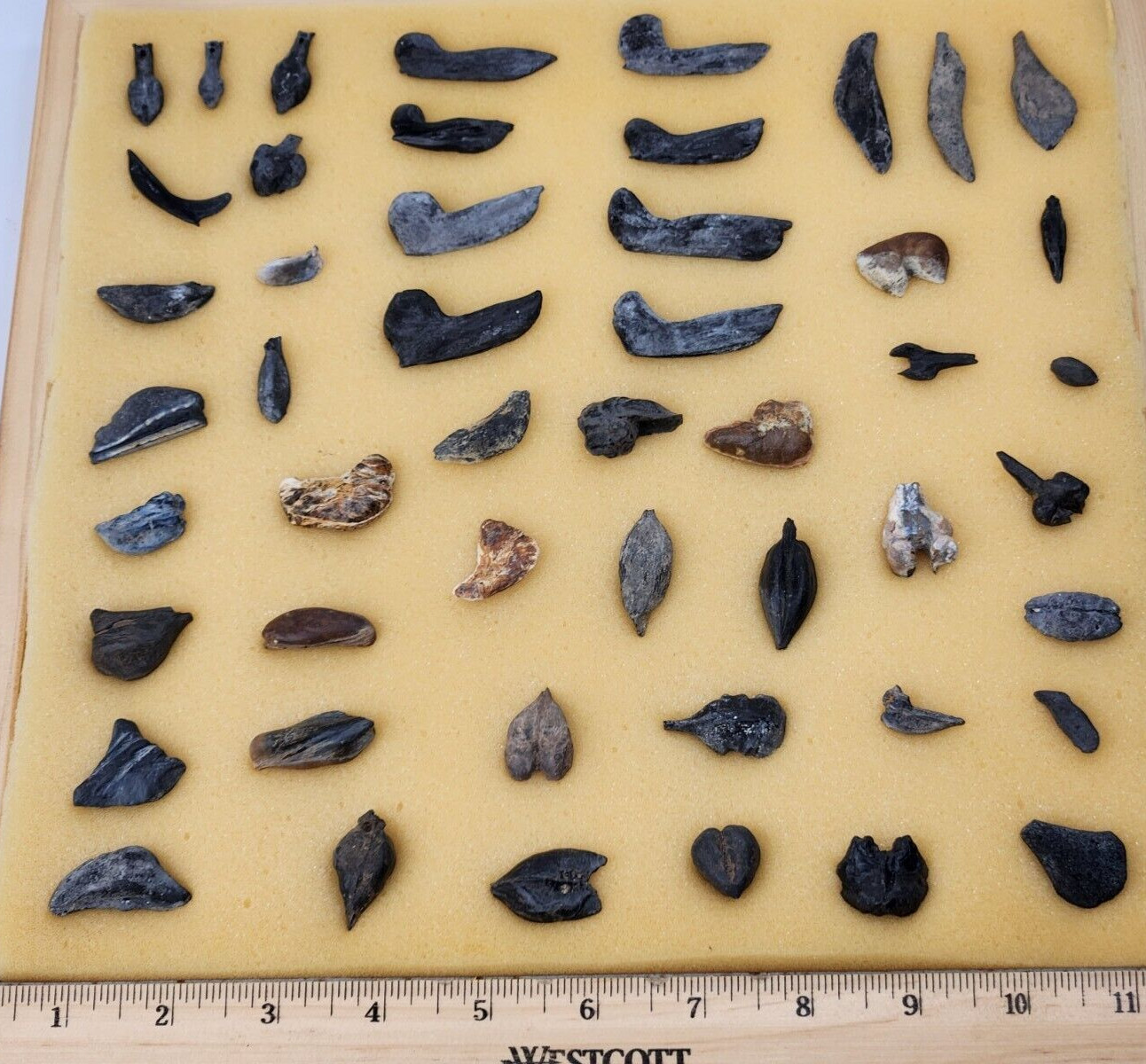 Fish Swim Bladder Fossil - Florida - 1 Per Purchase