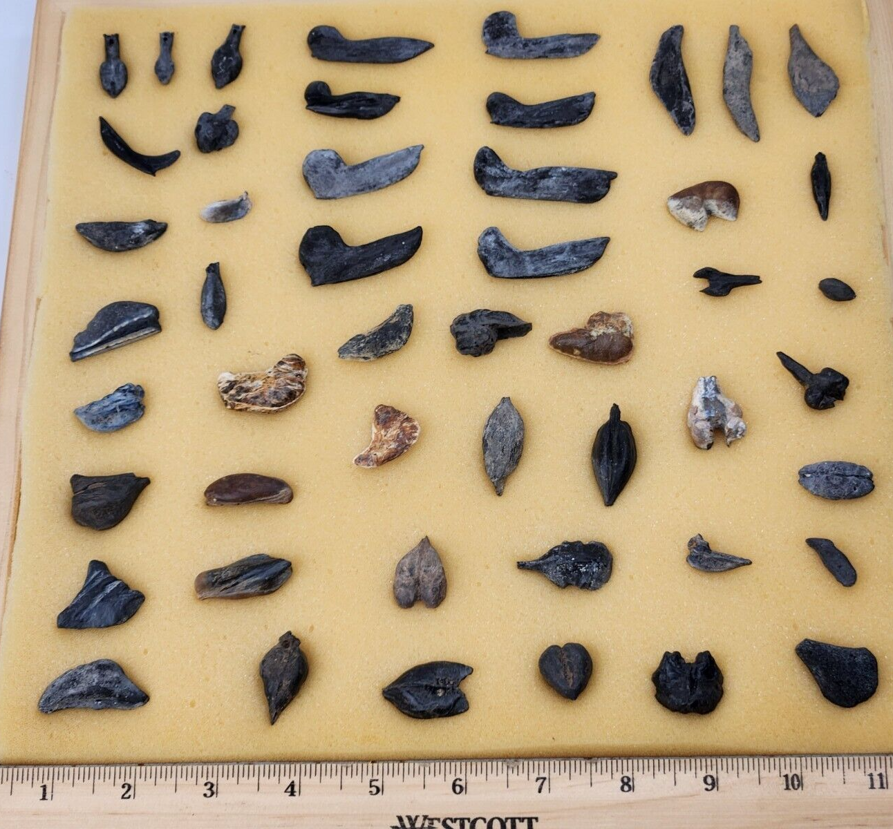 Fish Swim Bladder Fossil - Florida - 1 Per Purchase