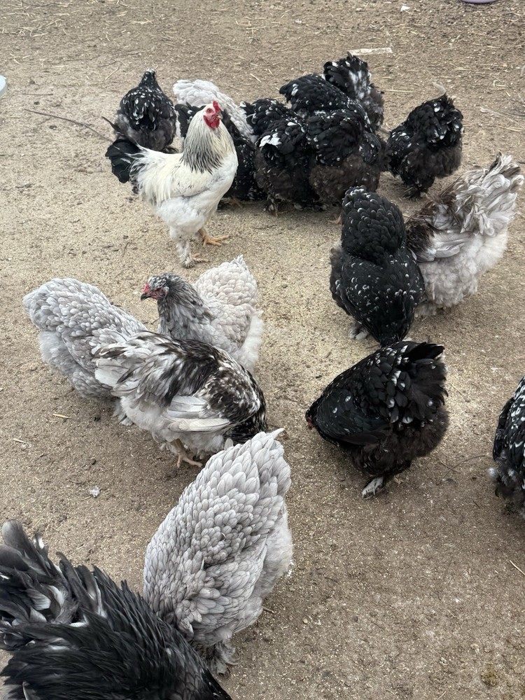 brahma hatching eggs chicken