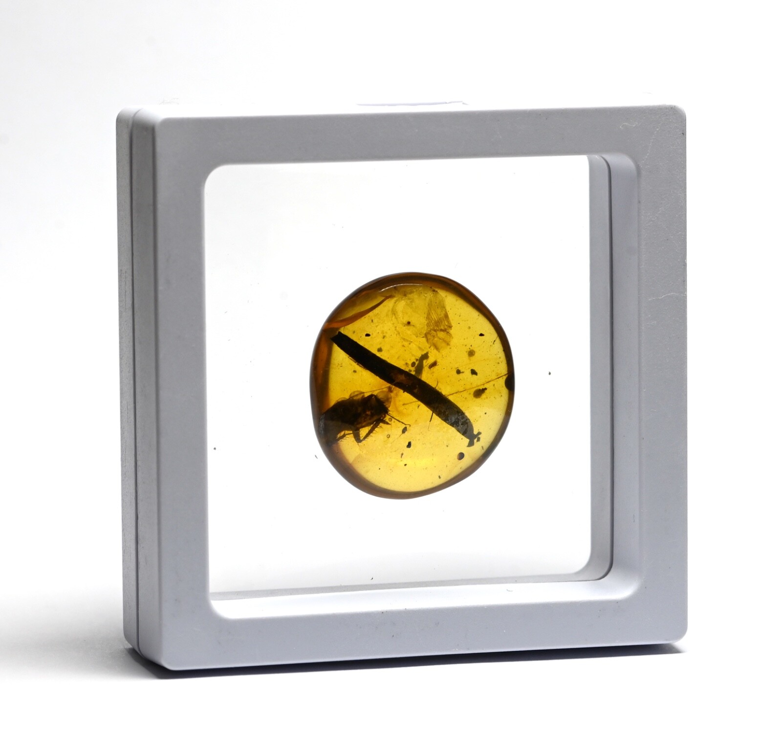 CHOOSE YOUR INSECT - Genuine Burmese Amber Fossil - Price per piece