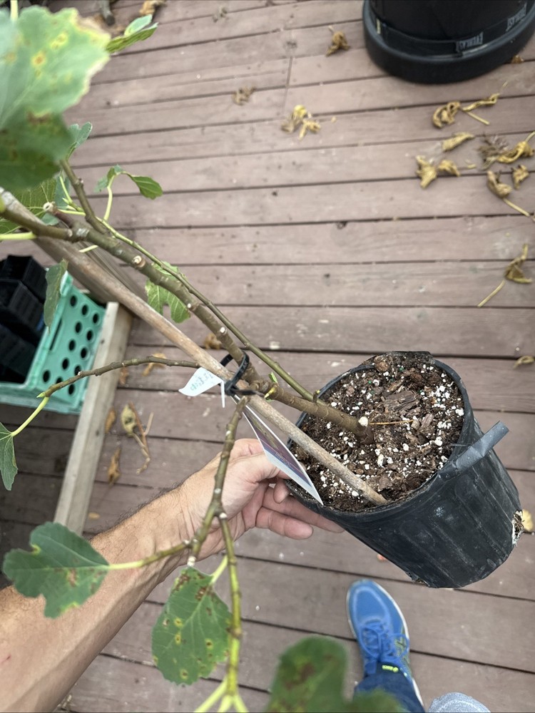 Kadota Fig tree