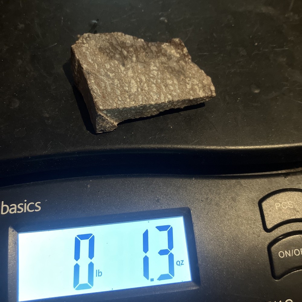 Dinosaur Bone