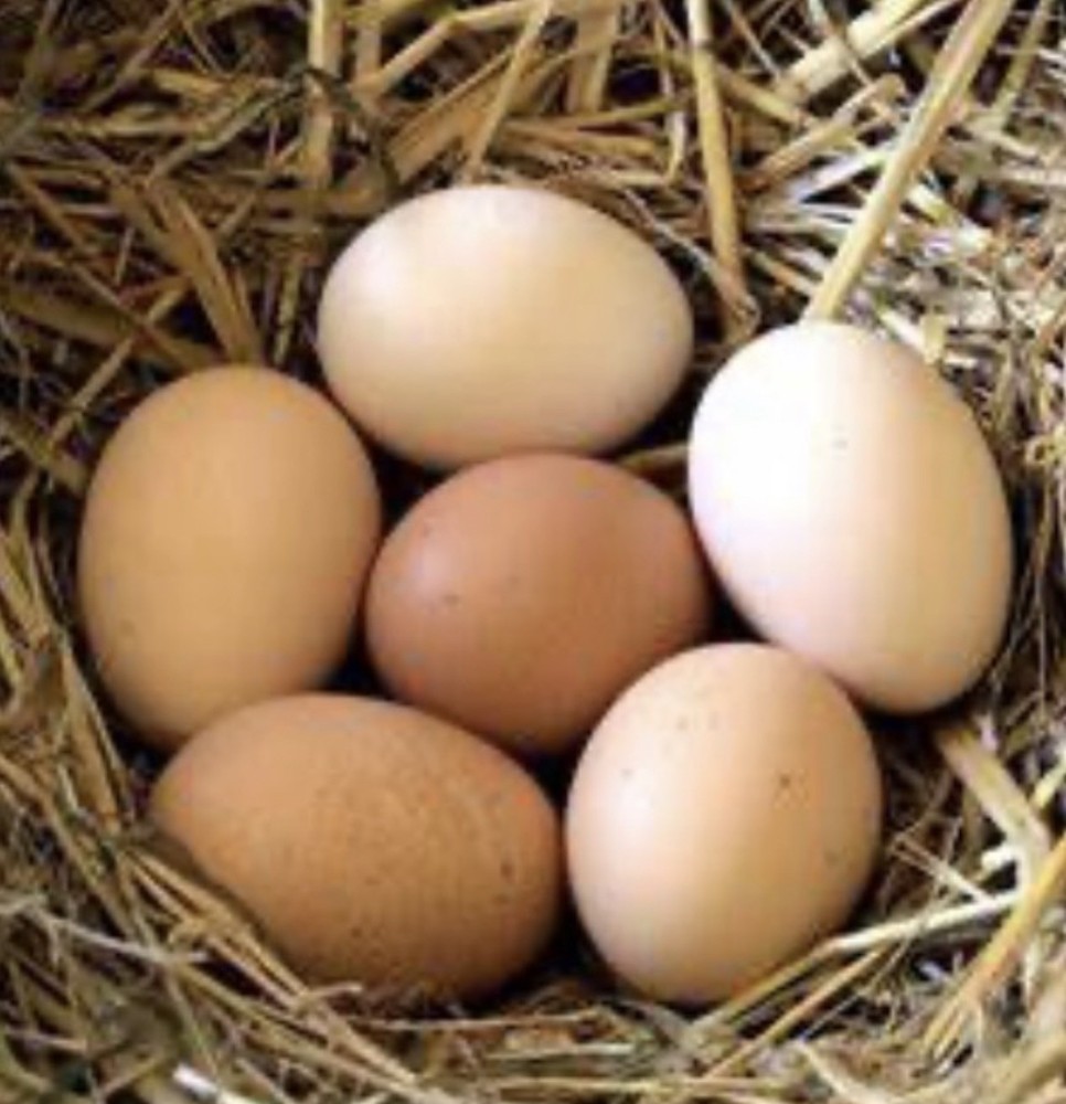 Cochin Bantam Mille Fleur Hatching Eggs One dozen