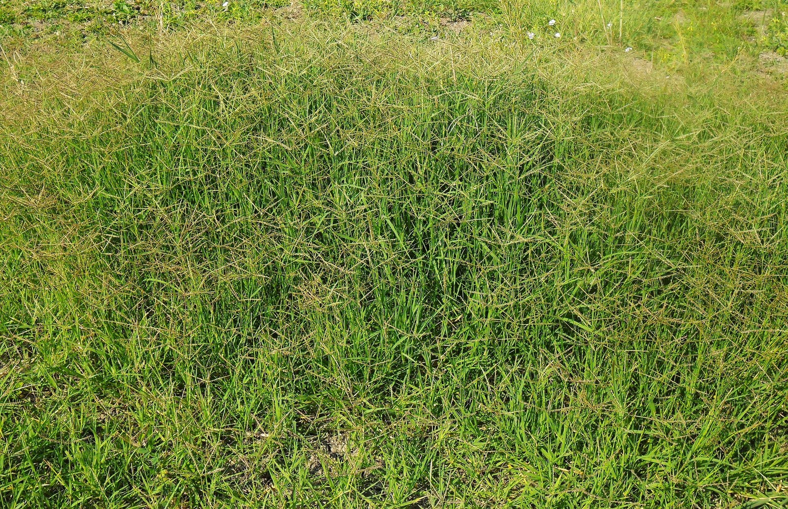 Bermuda Grass, Coated Unhulled Seeds - For 2026 Planting Warm Season