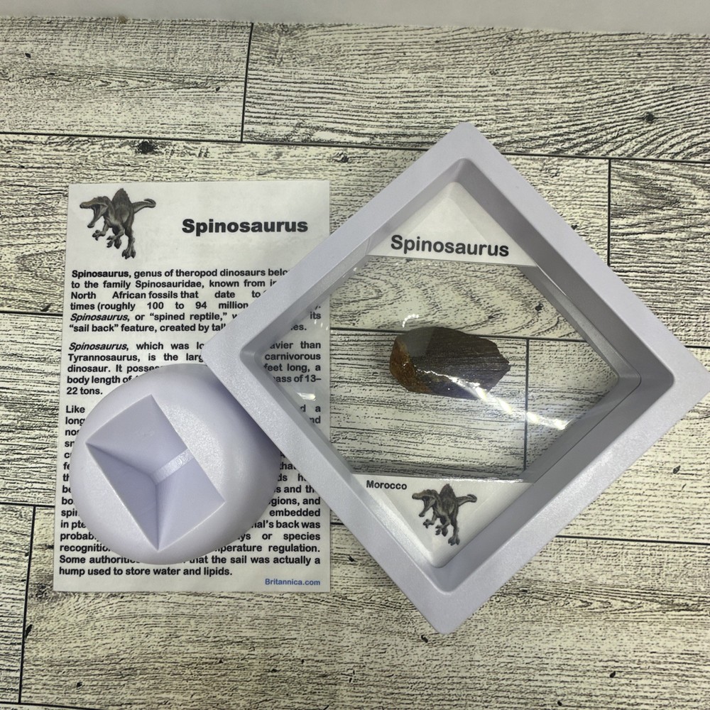 Spinosaurus Extinct Dinosaur Partial Tooth Fossil in Display Case