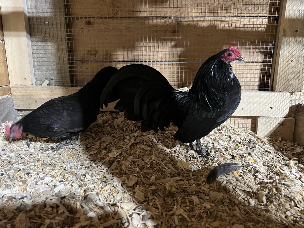 Black OEGB Hatching Eggs 10