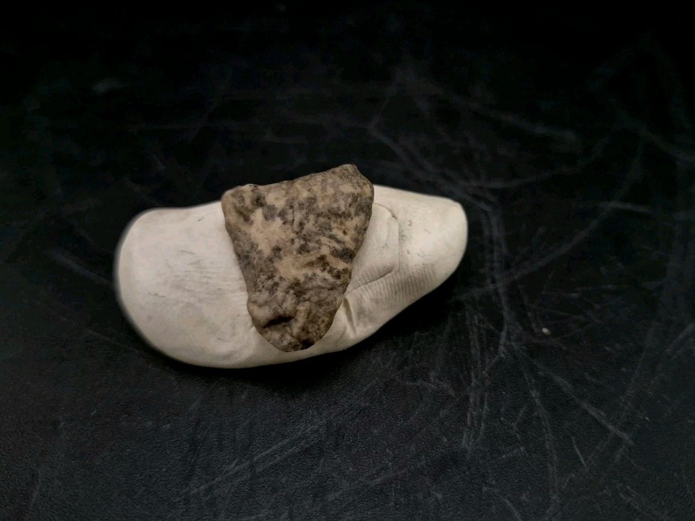 Fossil Dinosaur Permineralized Tooth T-rex 🦖