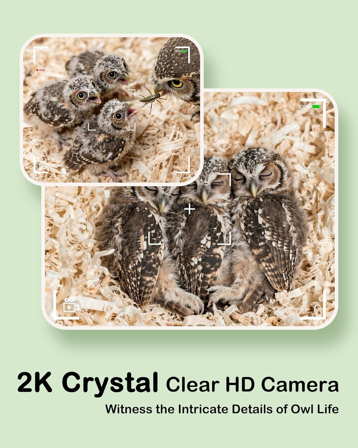 2K Owl Nesting Box Pine Wood 4G LTE Camera, Solar, Night Vision