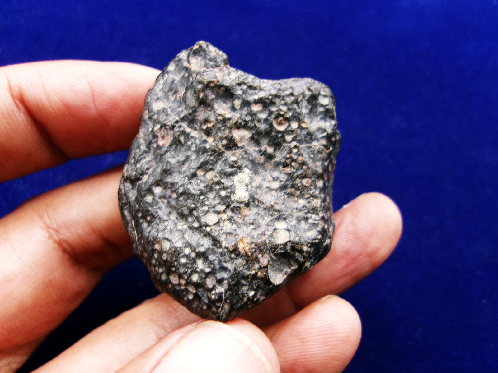 60.50 g - NWA 4502 - CVox3 Carbonaceous Meteorite - Tons of Chondrules & CAI's