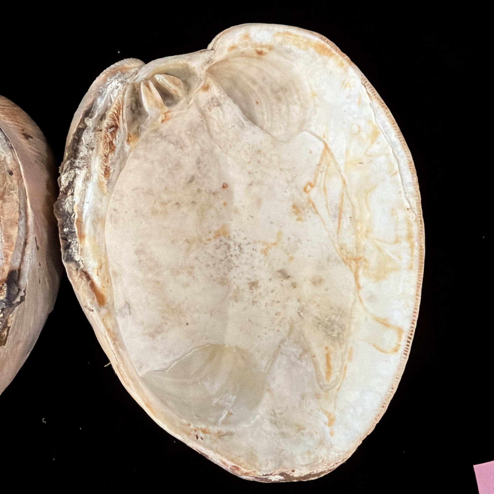 Giant Surf Clam Sea Shell 121.0mm X 127.4mm No Data (E874)