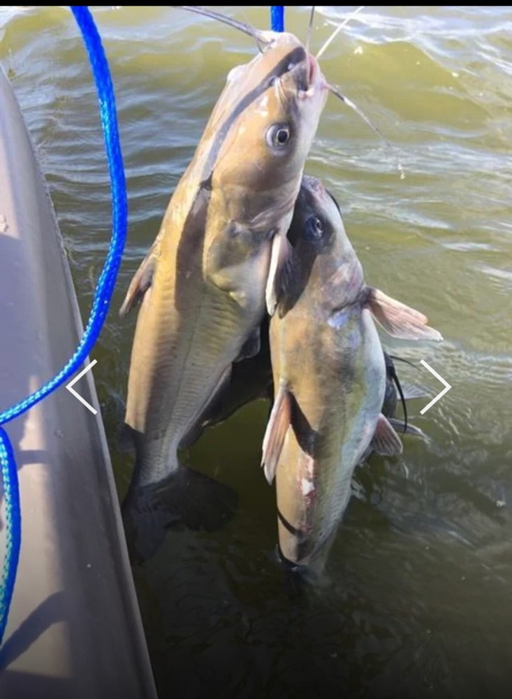 KRAZY KAT CATFISH PUNCH BAIT