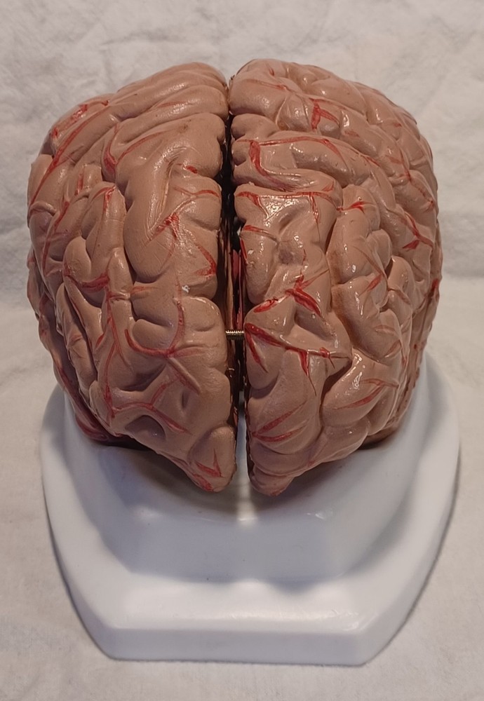 Human Brain Anatomically Sized Model Teaching Study Display Medical Science -Z