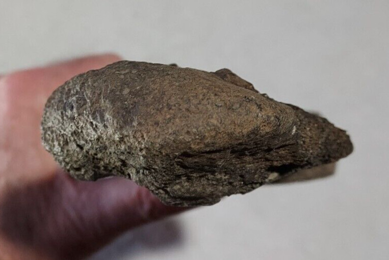 Ice Age Bison Ulna Bone Fossil
