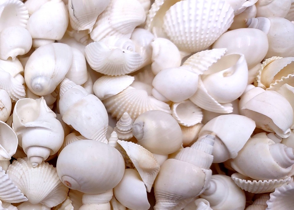 Small White Assorted Seashell Mix (approx. 1 kilogram shells 0.50+ inches)