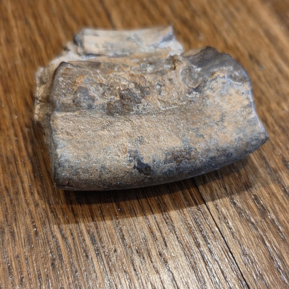 Extinct Sloth Fossil