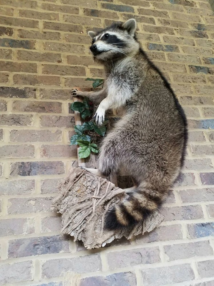 Unique Raccon Messenger Mount - NEW