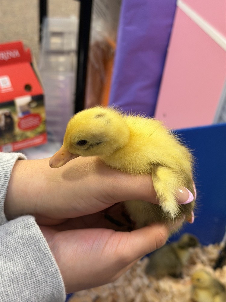 A Dozen duck Mystery Hatching Surprise