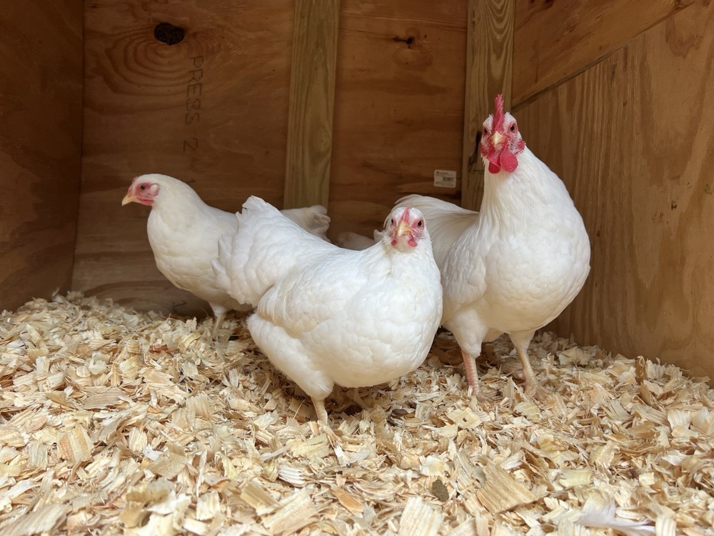 50+ Assorted Bantam Hatching Eggs—Exhibition Line