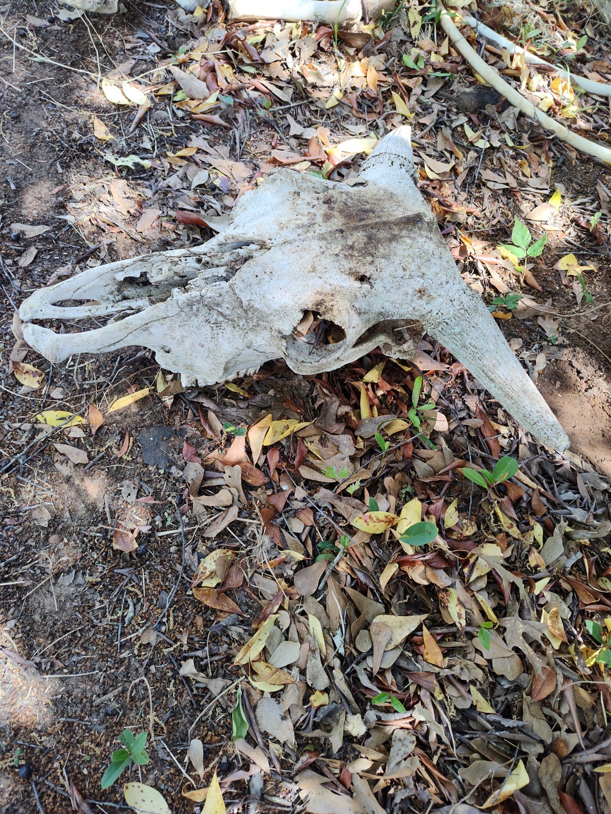 Cattle Skull With Horns Texas