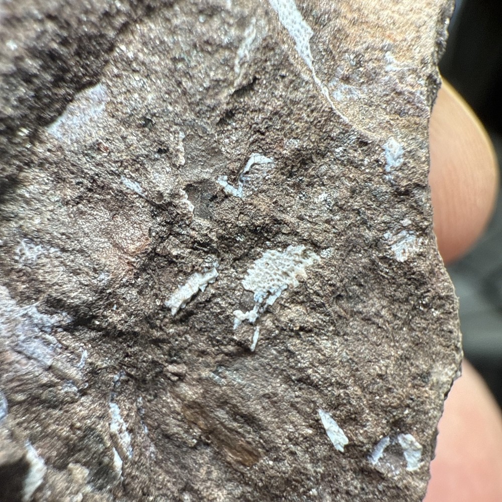 Fossil Placoderm/fish Pieces and scales