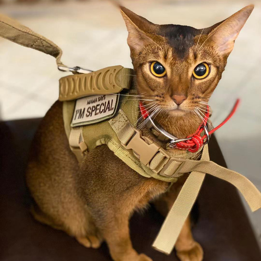Adjustable Tactical Harness Set Cat Harness Cat Leash for Cat and Small Dogs