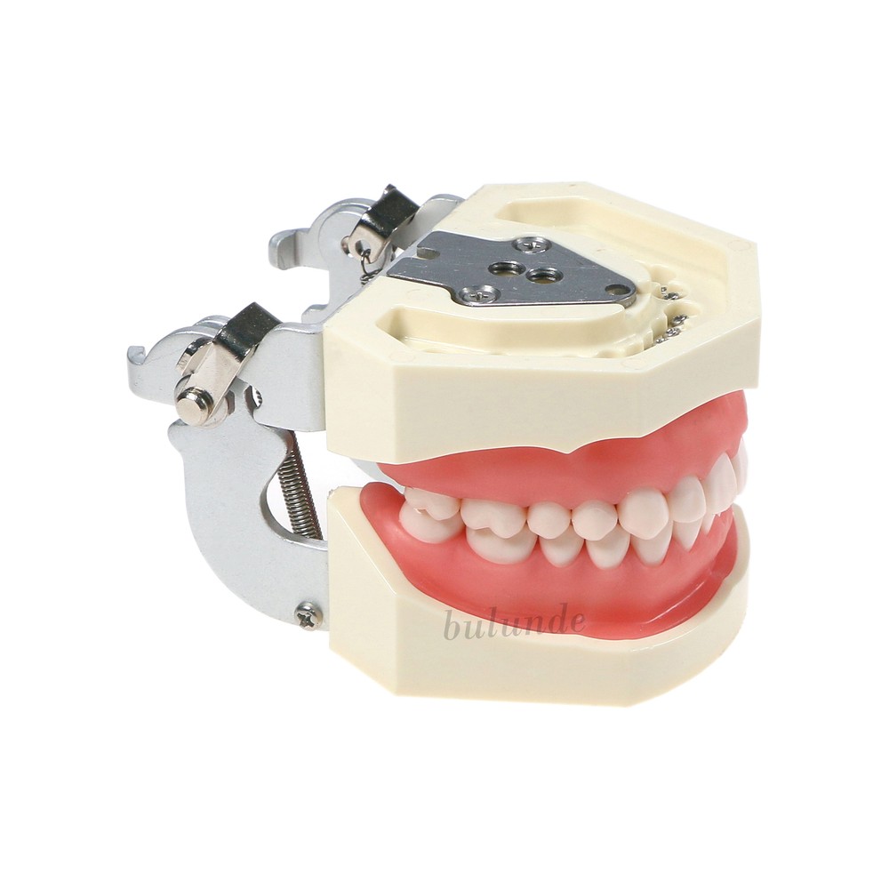 Dental Multiple Types Teaching Teeth Model Typodont Ortho Implant Practice Demo