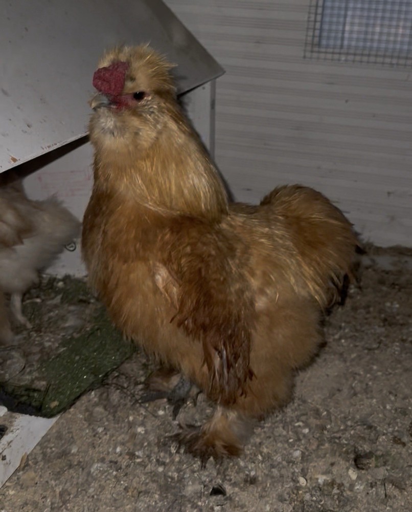 Silkie Chicken Hatching Eggs