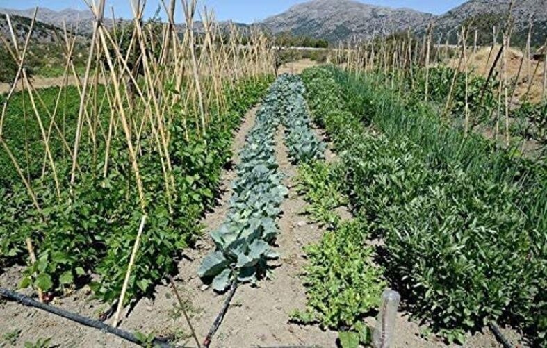 75 Foot Flat Weeper Soaker Hose - Drip Irrigation - Double Layer Design - 2