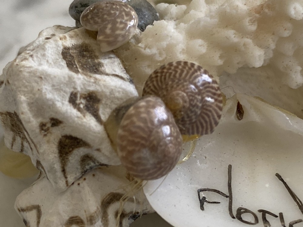 Florida Beach magnet coral shells seashell Sea Shell
