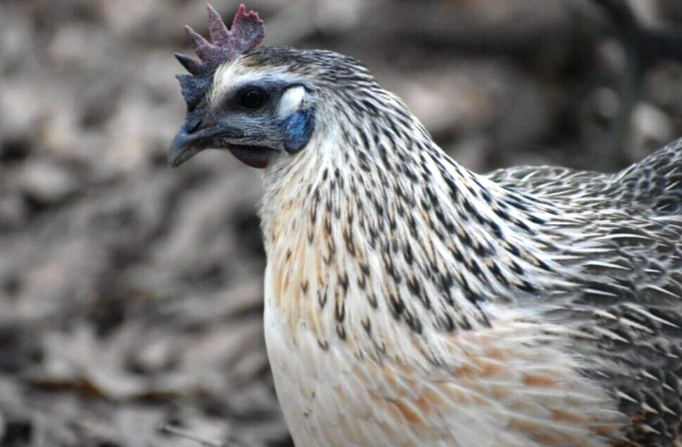 6 NPIP/AI Clean RARE! MOSAIC Chicken Hatching Eggs SHOW QUALITY GRADE A+++