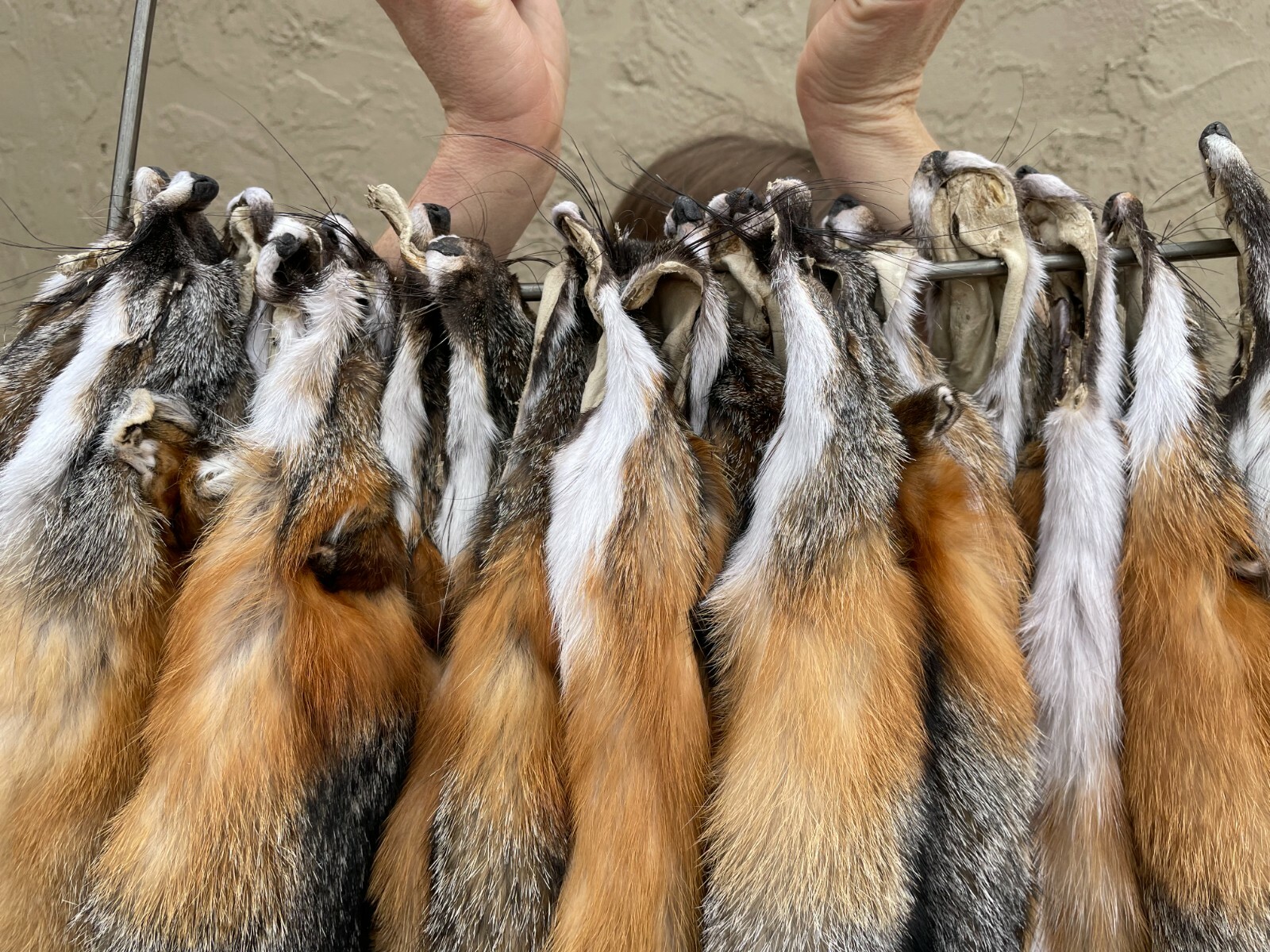 Tanned Grey Fox Winter “Heavy Fur” Northeast US, Gray