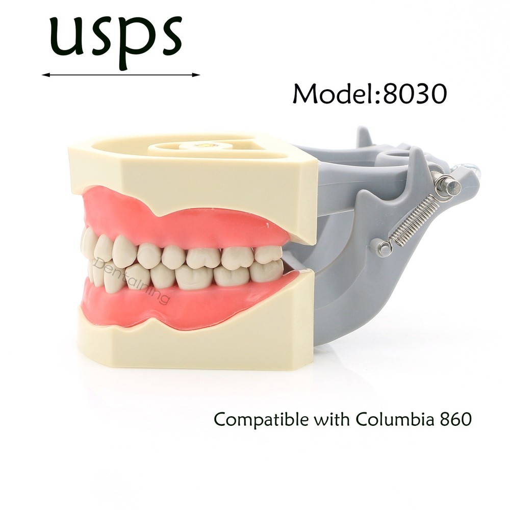US Columbia Dentoform 860 Dental Study Model 32 Replace Teeth Mounting Pole