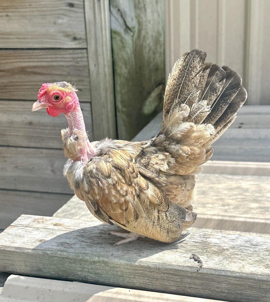 kikiriki hatching eggs 6++ PLEASE READ THE DESCRIPTION