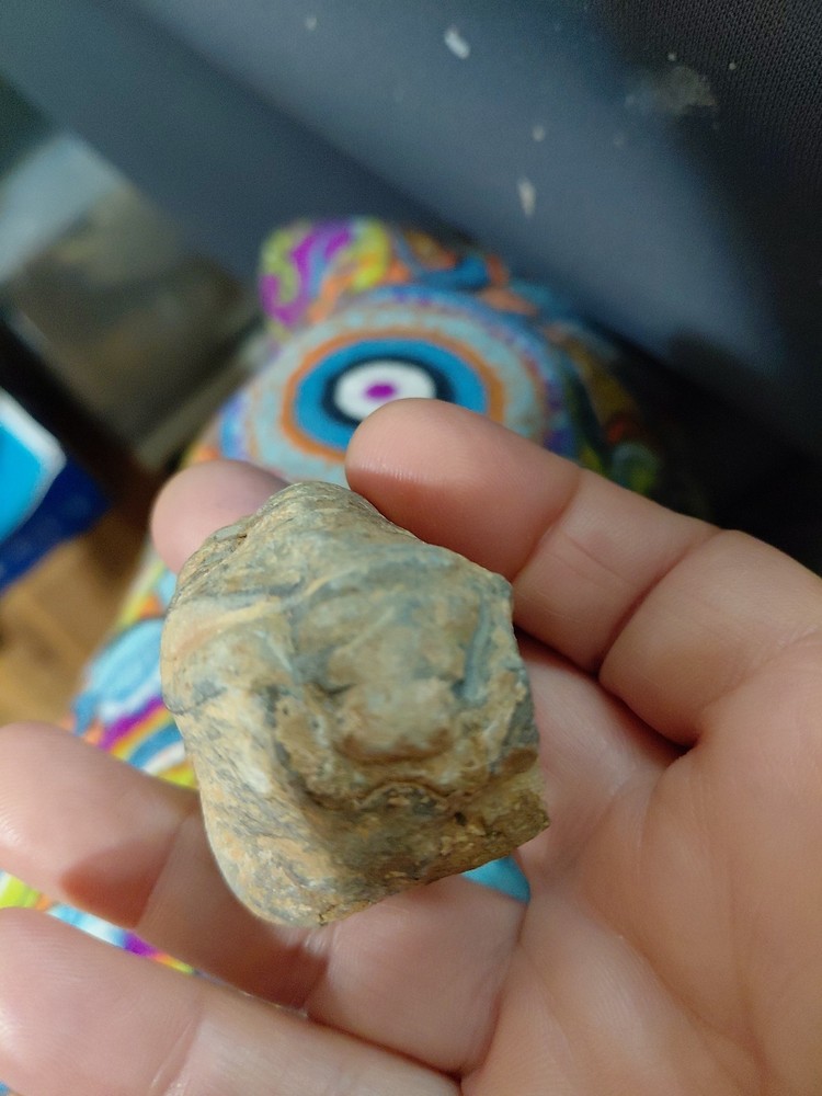 Trilobite Fossil From Morocco
