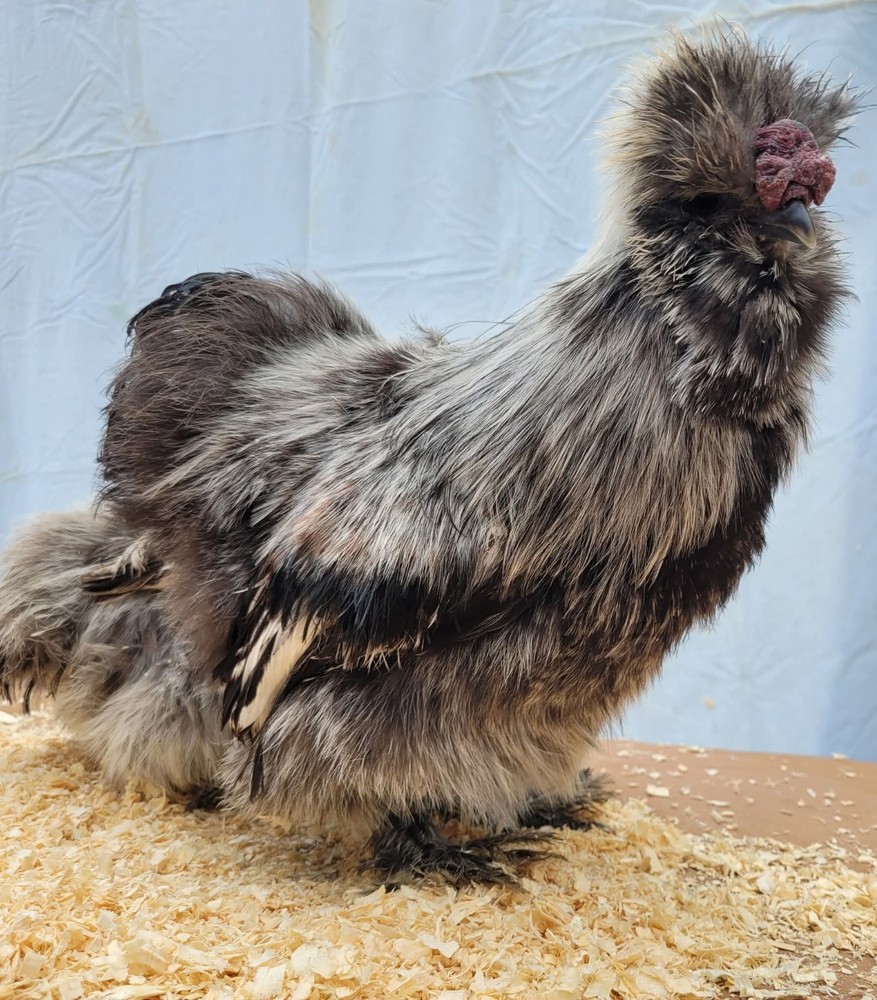 DISCOUNT!! Silkie Hatching Eggs Npip. READ DESCRIPTION!!!
