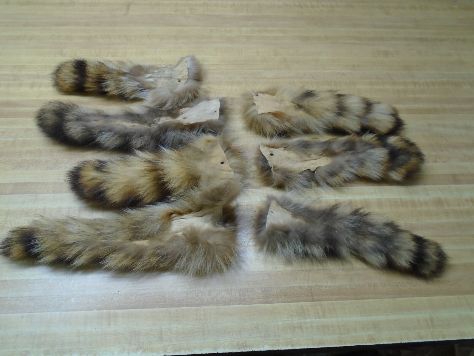 Extra Large Tanned Raccoon Tail #2 Quality