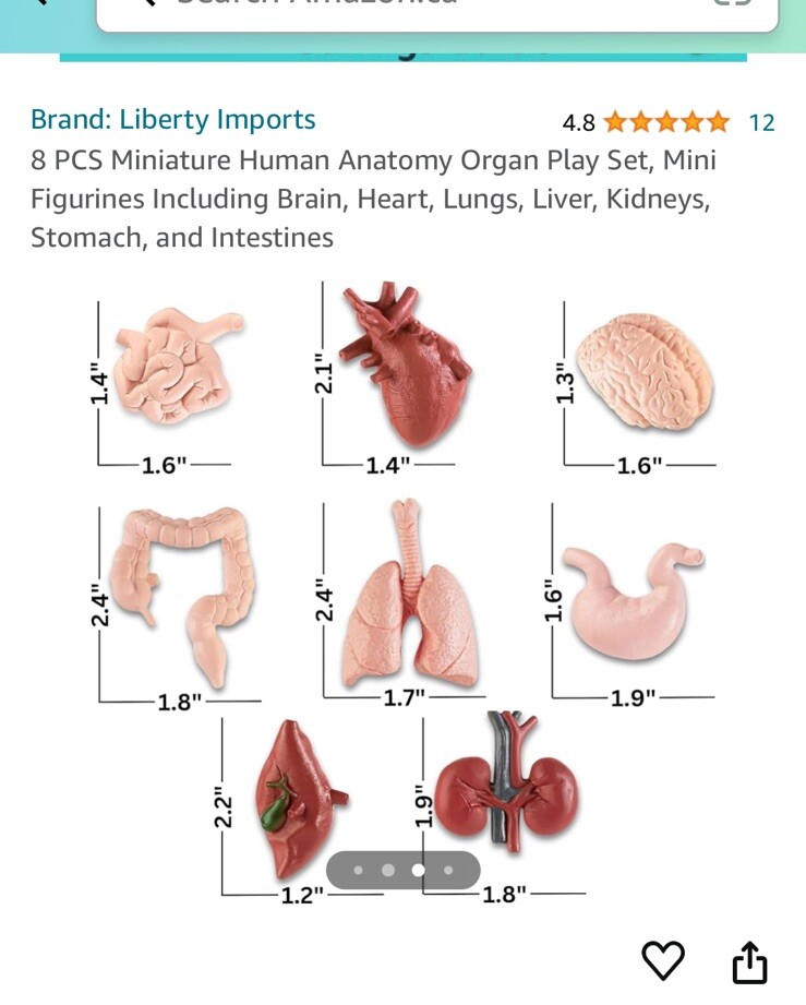 Aerospace Architecture: 8 Pcs Mini Human Anatomy